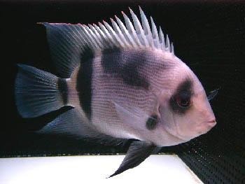 黑云魚能和龍魚混養嗎圖片欣賞
