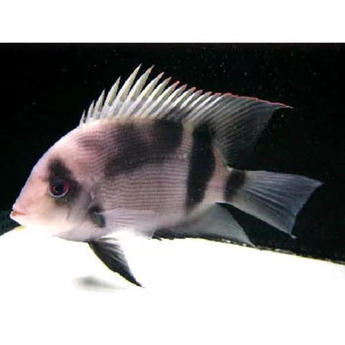 黑云魚能和龍魚混養嗎圖片欣賞