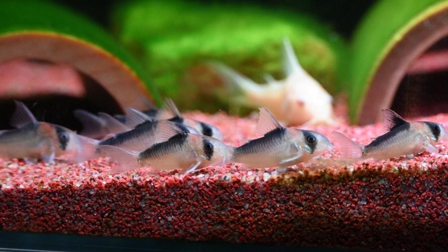 黑云魚能和龍魚混養嗎圖片欣賞