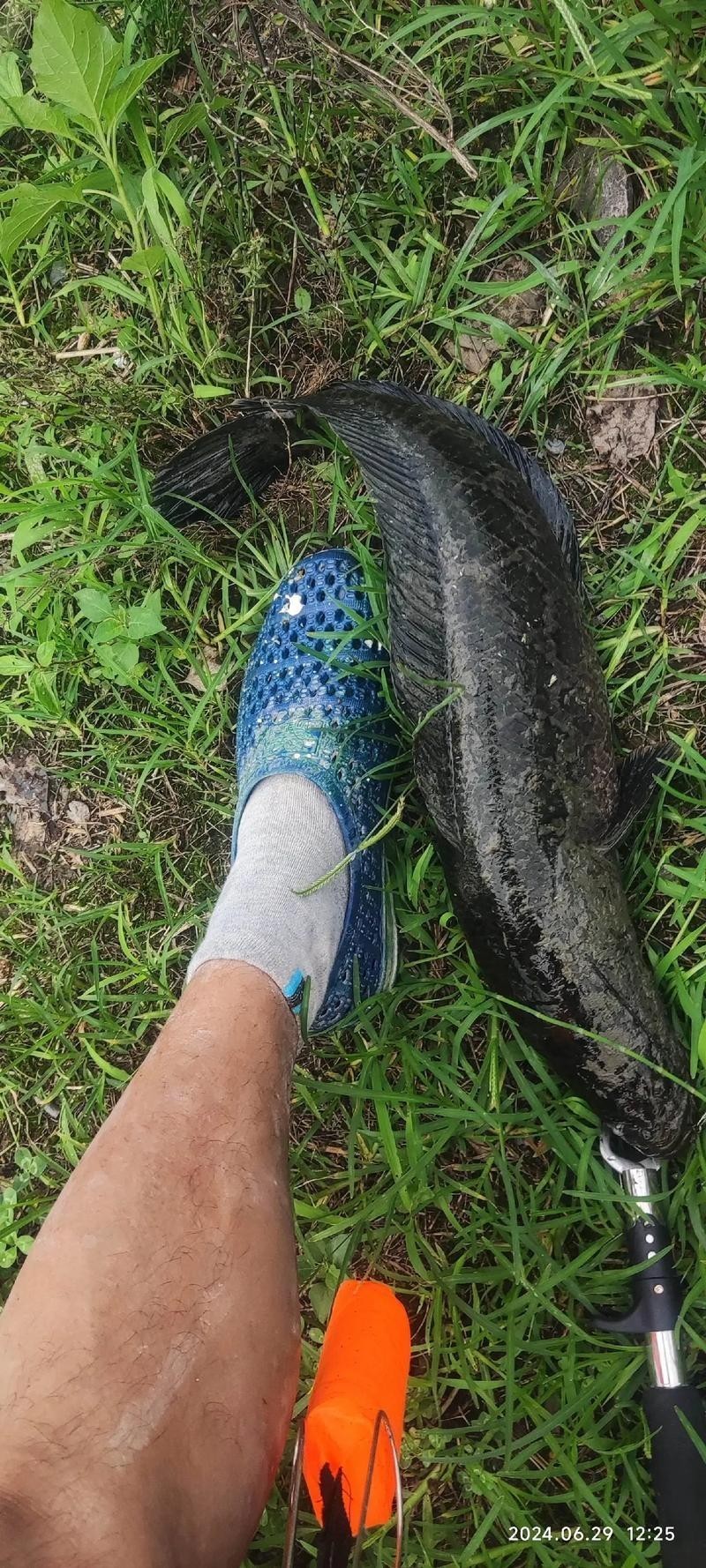 黑云魚能和龍魚混養嗎圖片欣賞
