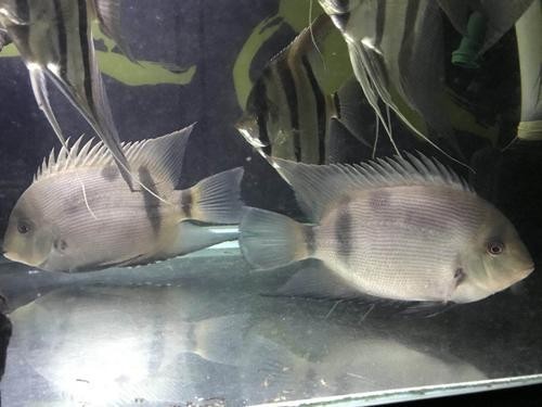黑云魚能和龍魚混養嗎圖片欣賞
