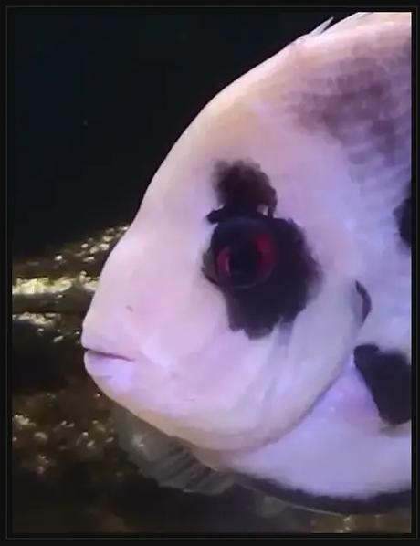 黑云魚能和龍魚混養嗎圖片欣賞