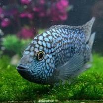 黑云魚能和龍魚混養嗎圖片欣賞