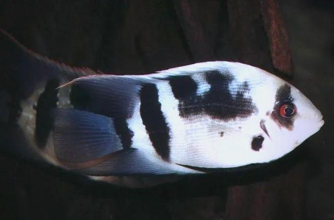黑云魚能和龍魚混養嗎圖片欣賞