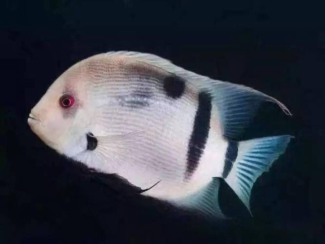 黑云魚能和龍魚混養嗎圖片欣賞