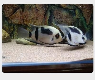 黑云魚能和龍魚混養嗎圖片欣賞