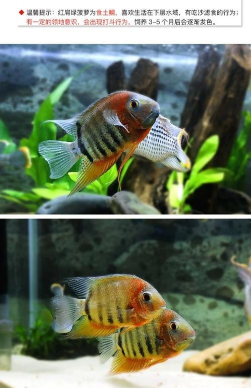 黑云魚能和龍魚混養嗎圖片欣賞
