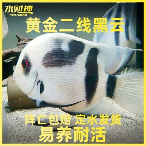 黑云魚能和龍魚混養嗎圖片欣賞
