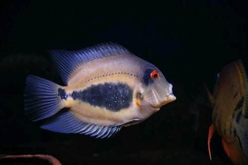 黑云魚能和龍魚混養嗎圖片欣賞
