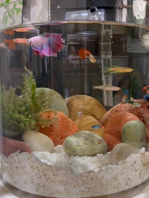 黑云魚能和龍魚混養嗎圖片欣賞