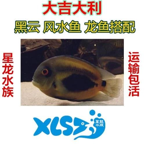 黑云魚能和龍魚混養嗎圖片欣賞