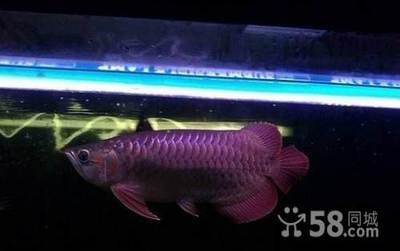 家里魚缸的擺放在正對入戶門（魚缸擺放在客廳的風水講究）