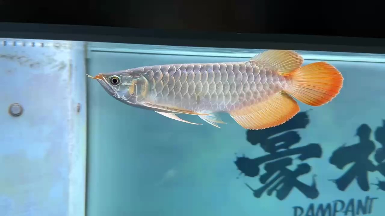 昨晚鉆進(jìn)溢流區(qū)了，折騰下來了好幾片鱗，狀態(tài)倒是一點(diǎn)沒影響