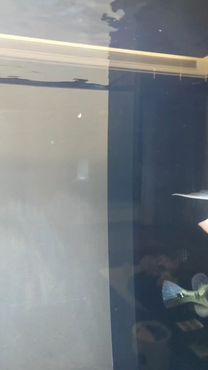 各位魚友幫我看看我這條魚有沒有培養價