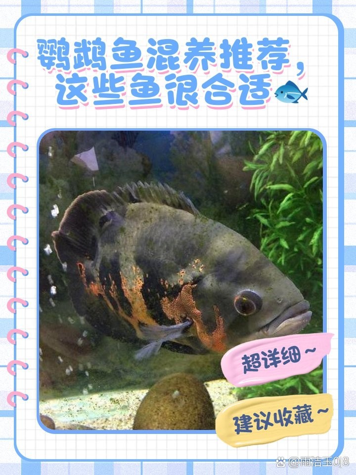 銀龍魚和鸚鵡能混養嗎圖片
