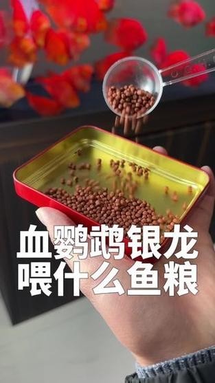 銀龍魚和鸚鵡能混養嗎圖片
