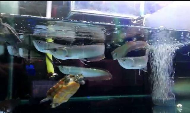 什邡市方亭陳氏水族店（什邡市方亭陳氏水族店電話）