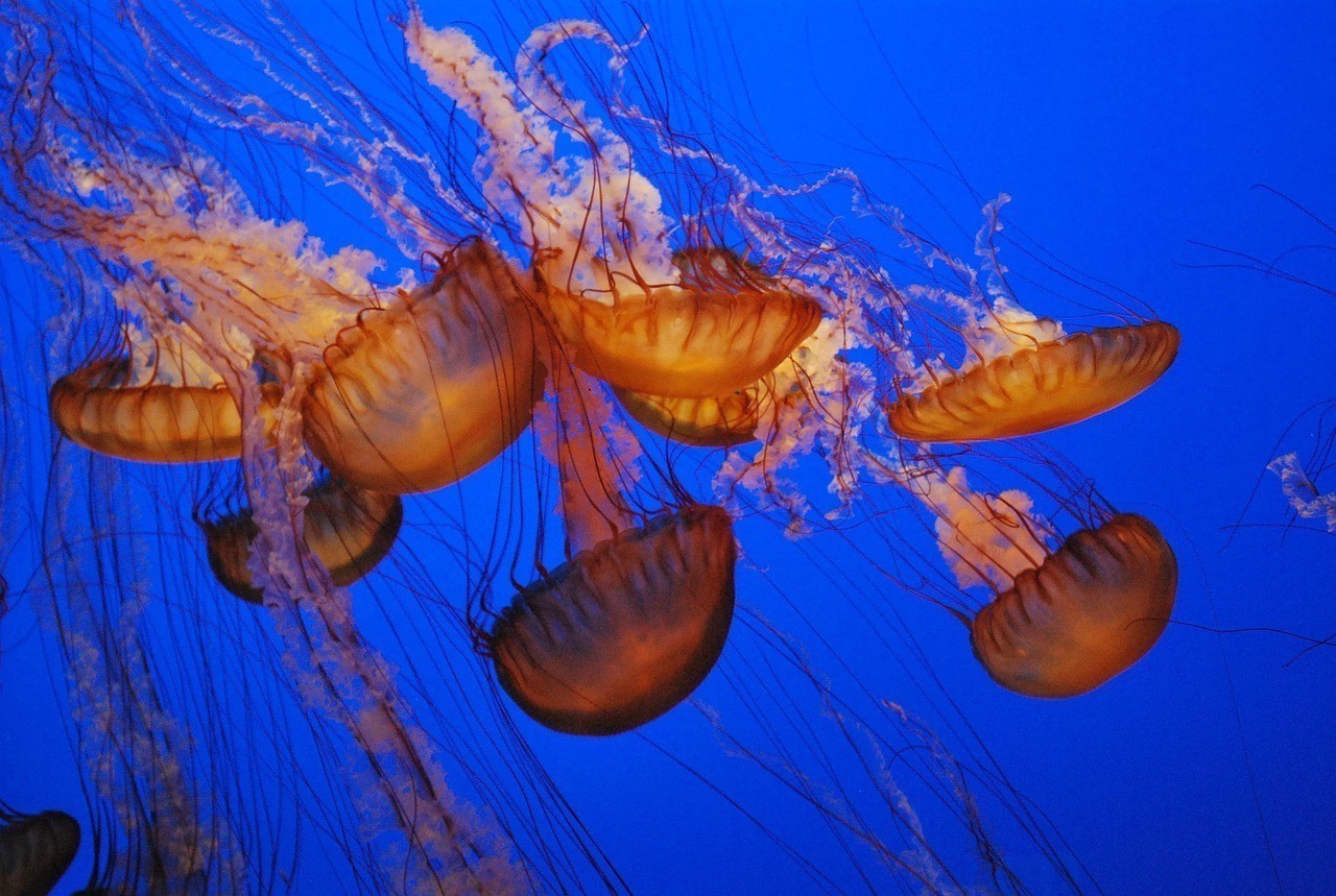 水族館加盟 龍魚論壇 第1張 水族館加盟 水族館加盟 龍魚論壇 第1張