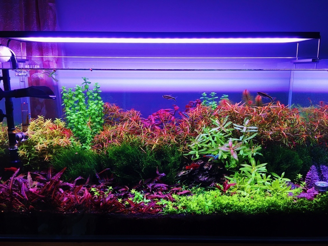 變遷 變遷 龍魚論壇 第1張