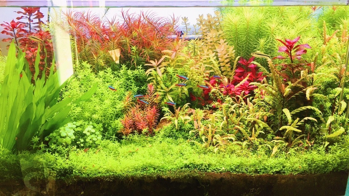 變遷 變遷 龍魚論壇 第3張