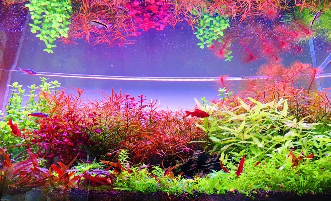 變遷 變遷 龍魚論壇 第4張