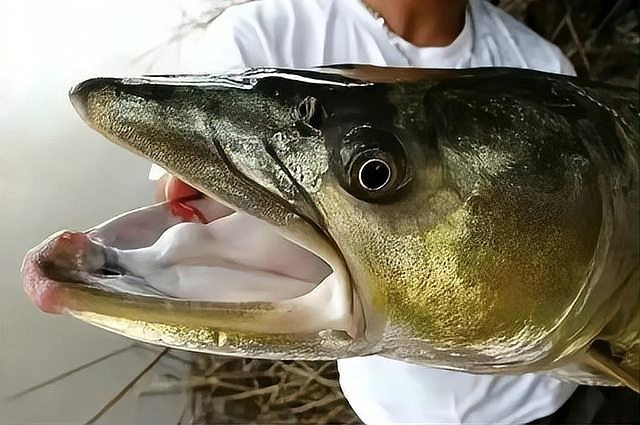 鱘龍魚有哪些天敵？