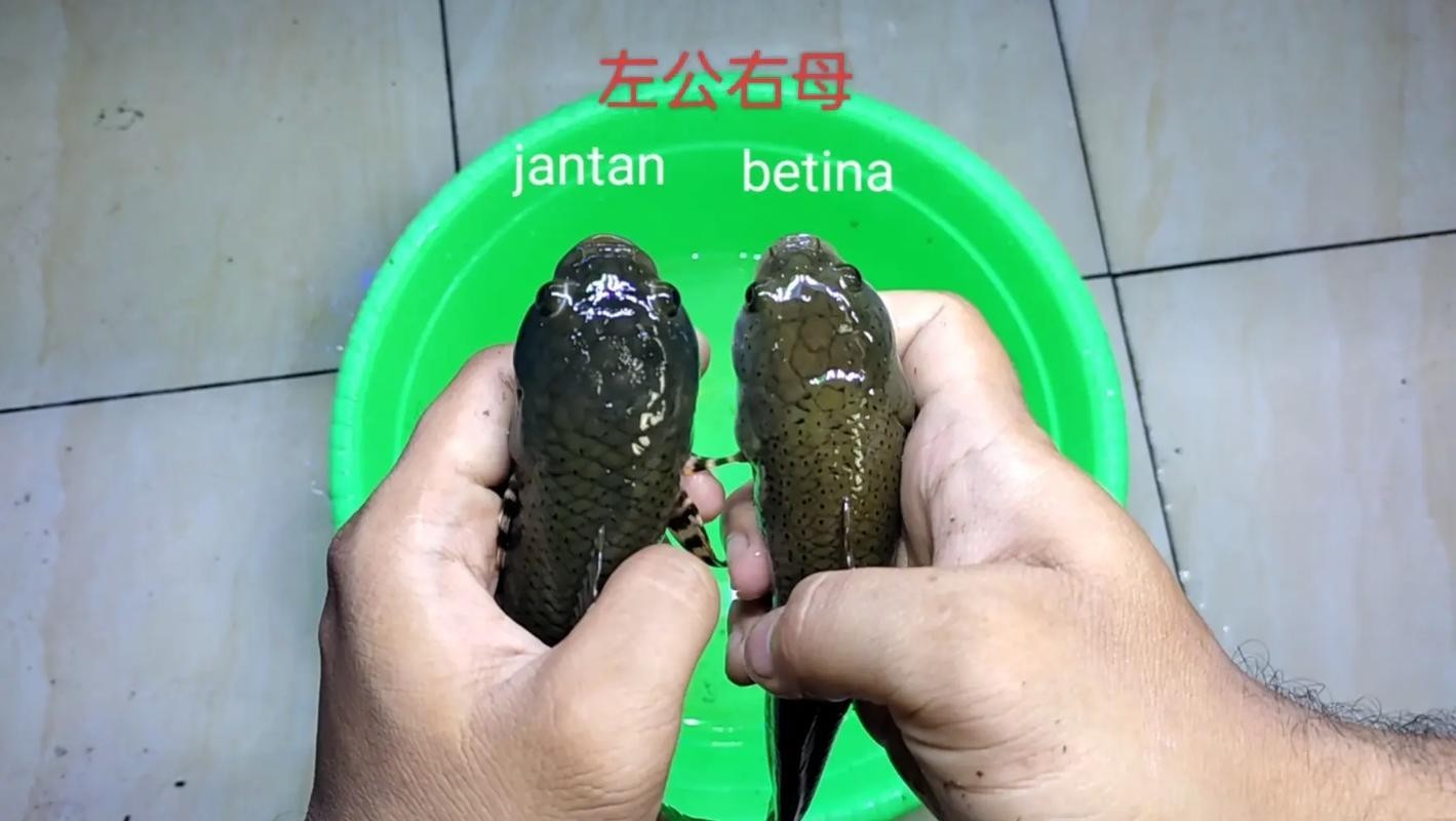 雷龍魚怎樣分公母圖片