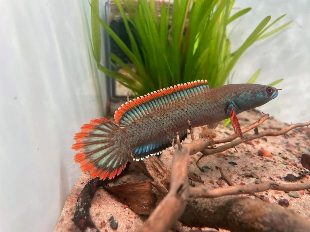 雷龍魚怎樣分公母圖片