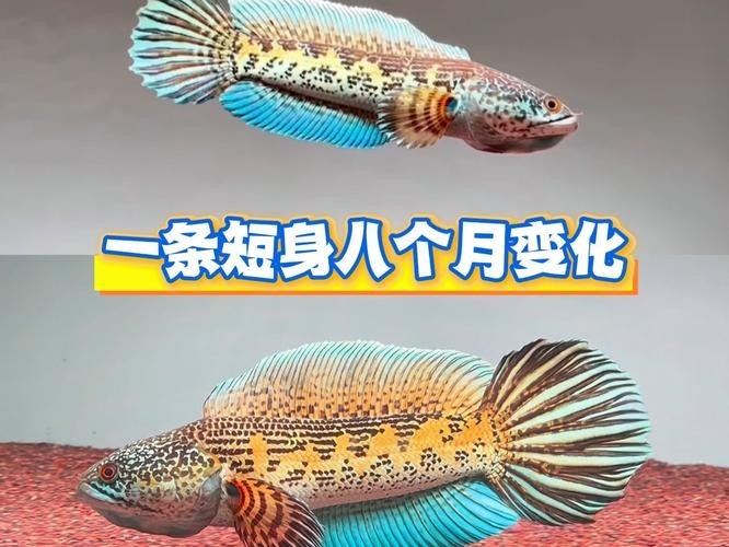 雷龍魚怎樣分公母圖片