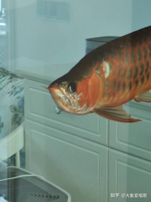 龍魚經(jīng)常撞缸是怎么回事啊圖片