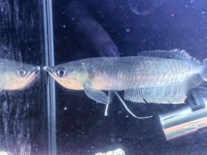 龍魚經(jīng)常撞缸是怎么回事啊圖片