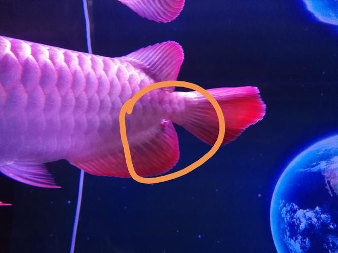 龍魚經(jīng)常撞缸是怎么回事啊圖片