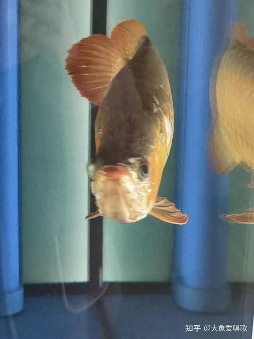 龍魚經(jīng)常撞缸是怎么回事啊圖片