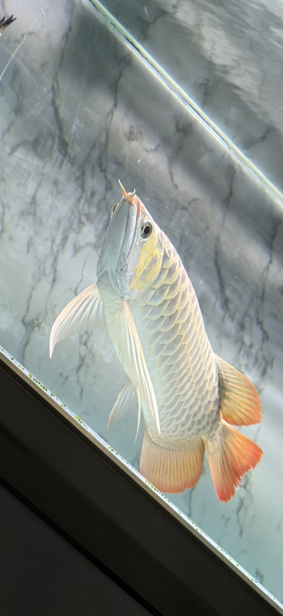 無事 無事 龍魚論壇 第1張