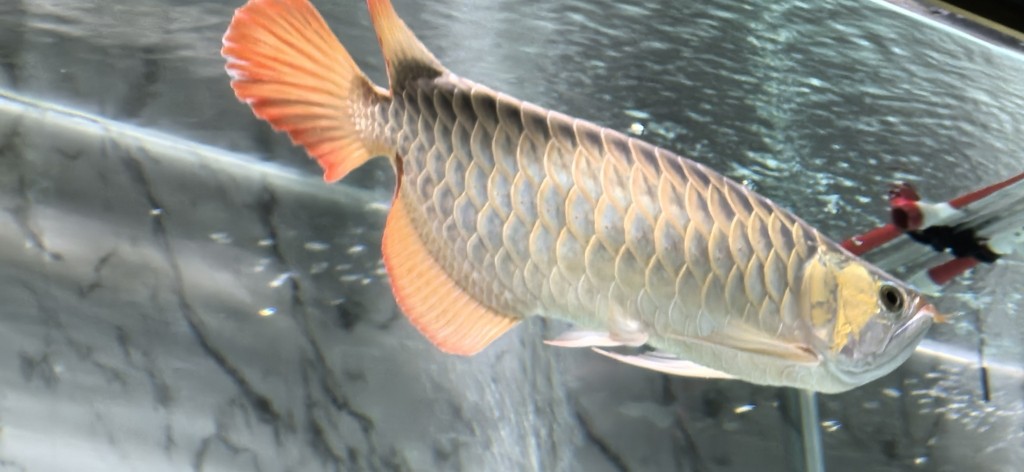 無事 無事 龍魚論壇 第2張