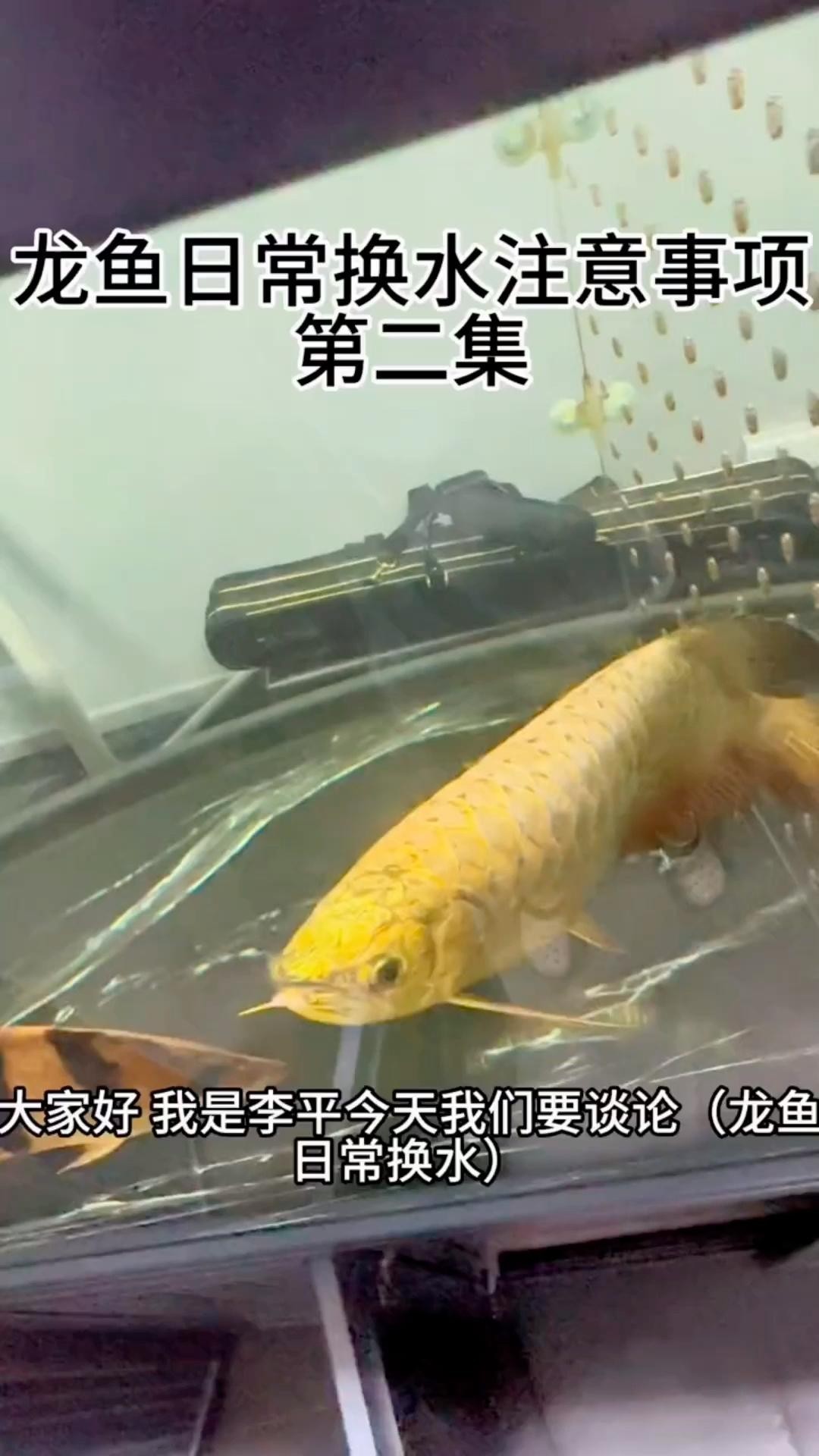 龍魚擺件多久換一次水