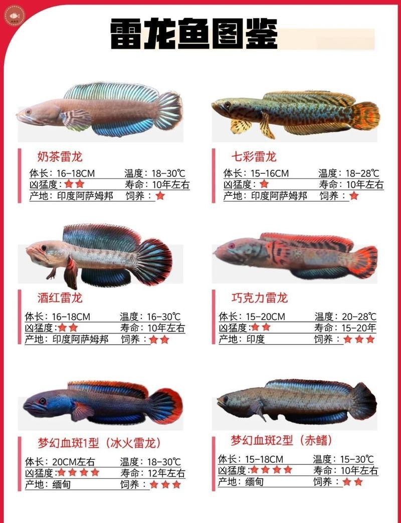 雷龍魚能和異形一起養(yǎng)嗎