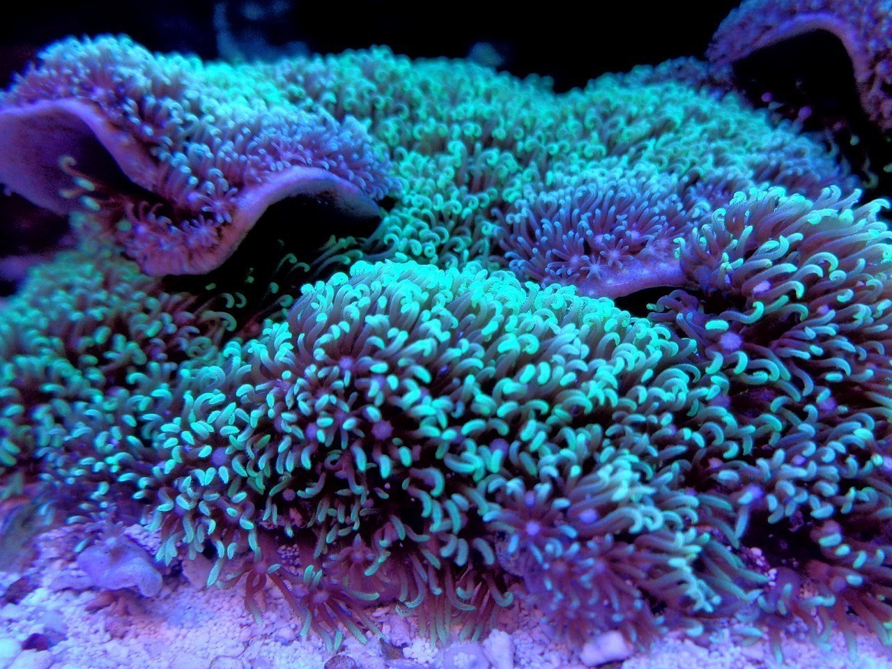 水族的詳細介紹