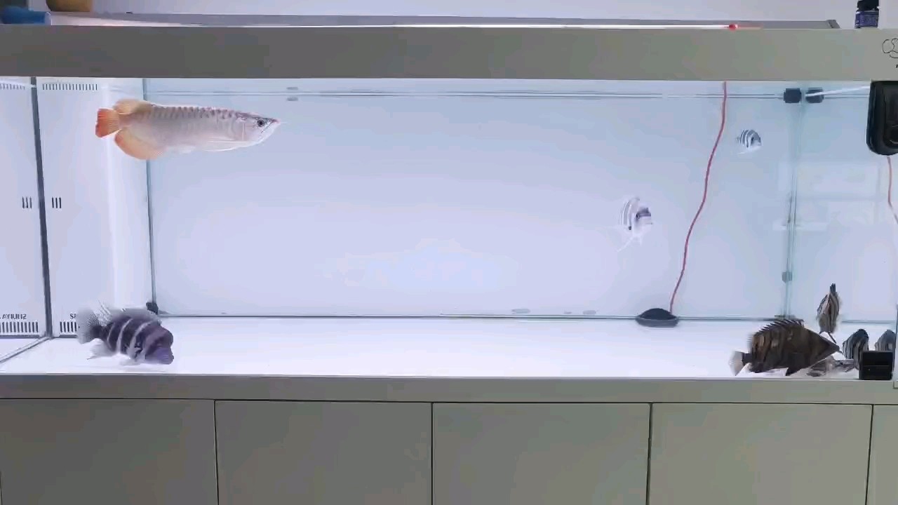 上傳后怎么這么白了
