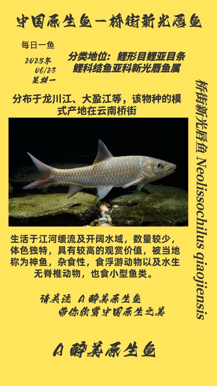 橋街新光唇魚