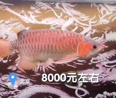 萊<strong><mark>西市</mark></strong>雙浩苗木經銷部（萊<strong><mark>西市</mark></strong>雙浩苗木經銷部電話）