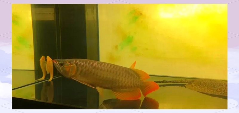 龍魚喂活食需要定期檢疫嗎？