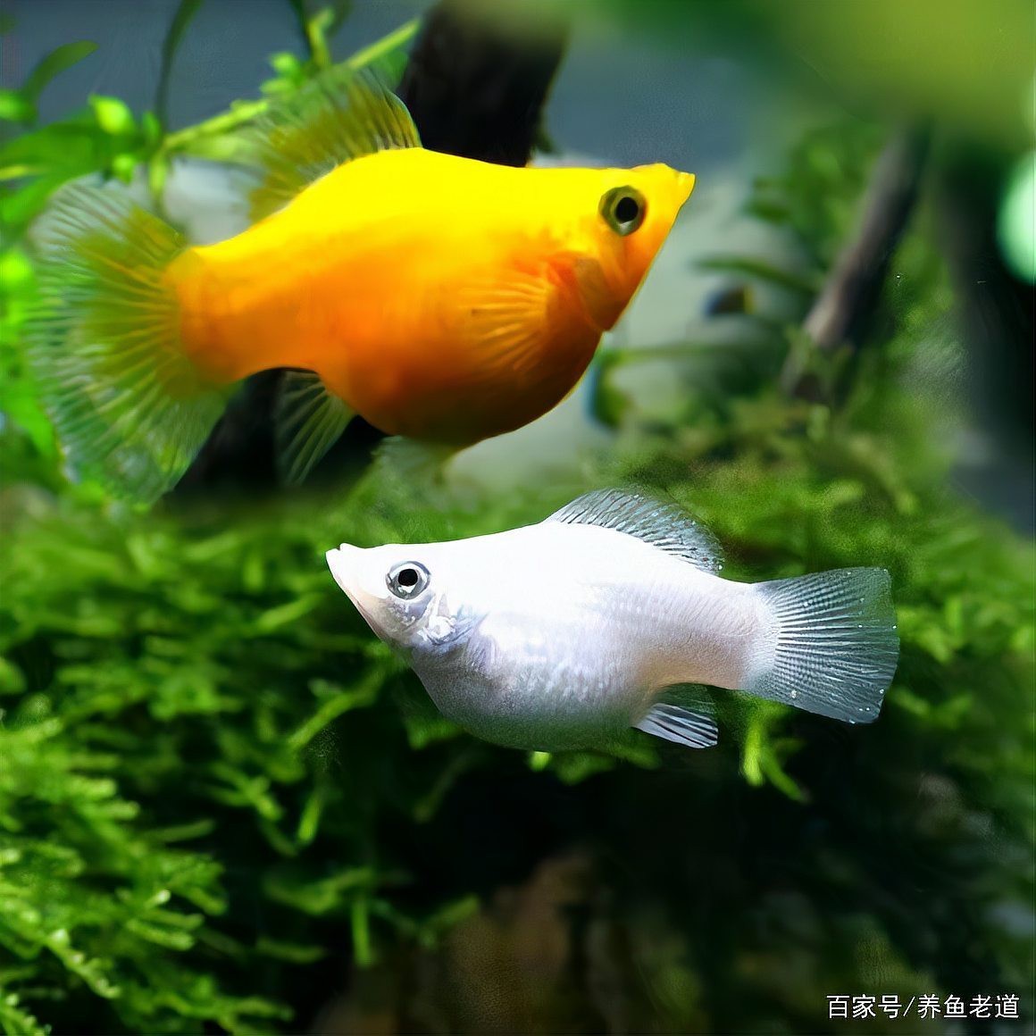 金龍魚消化不良有哪些癥狀