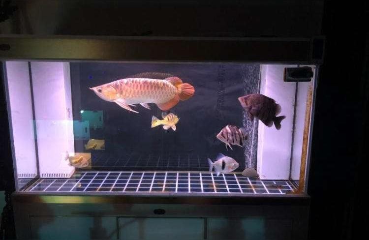 龍魚魚缸批發:魚缸是要自己制作好