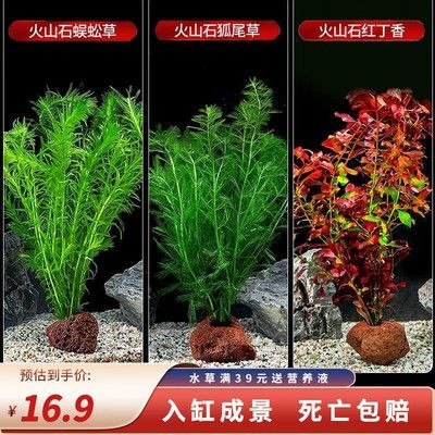 狗頭魚魚缸造景方法（根據(jù)搜索結(jié)果整理的狗頭魚魚缸造景方法）