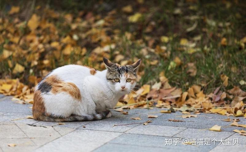 檔口自來貓是吉還是兇