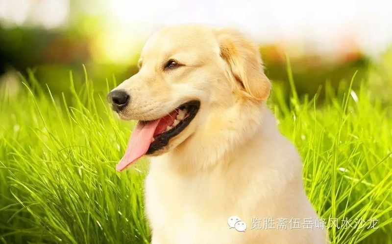 檔口自來貓是吉還是兇