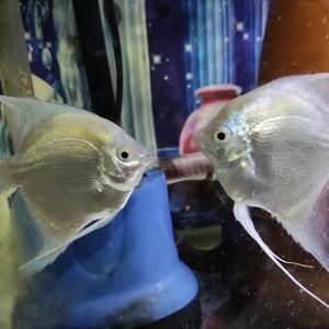 夢魚缸視頻：夢魚缸視頻更新頻率夢魚缸視頻主題內容評價