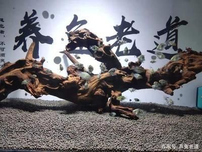 夢魚缸視頻：夢魚缸視頻更新頻率夢魚缸視頻主題內容評價