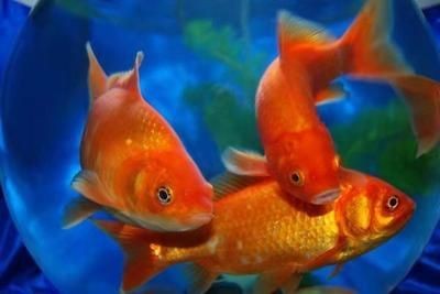 夢魚缸視頻：夢魚缸視頻更新頻率夢魚缸視頻主題內容評價